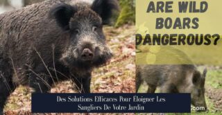 Des Solutions Efficaces Pour Éloigner Les Sangliers De Votre Jardin