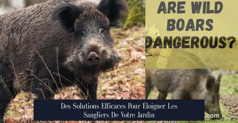 Des Solutions Efficaces Pour Éloigner Les Sangliers De Votre Jardin