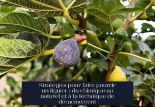 Stratégies pour faire pourrir un figuier : du chimique au naturel et à la technique de déracinement