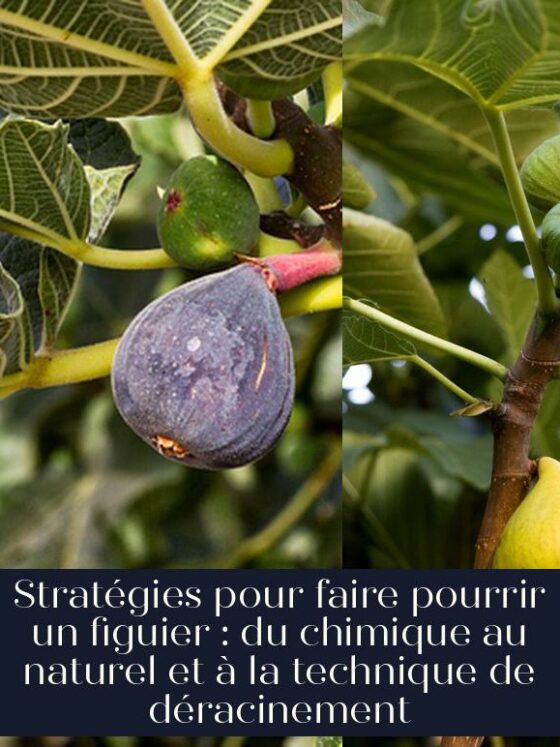 Stratégies pour faire pourrir un figuier : du chimique au naturel et à la technique de déracinement