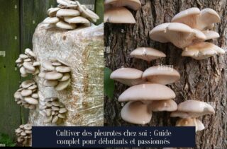 Cultiver des pleurotes chez soi : Guide complet pour débutants et passionnés