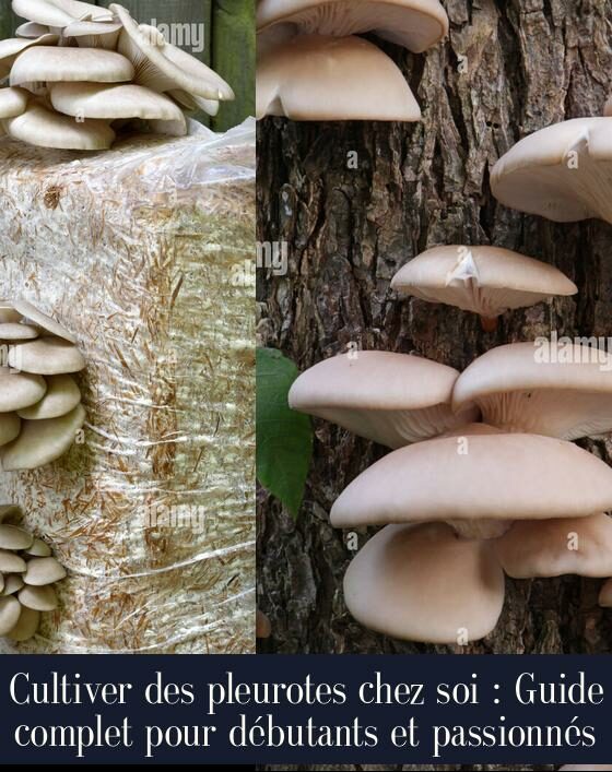 Cultiver des pleurotes chez soi : Guide complet pour débutants et passionnés