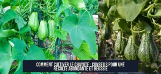 Comment cultiver le chayote : conseils pour une récolte abondante et réussie