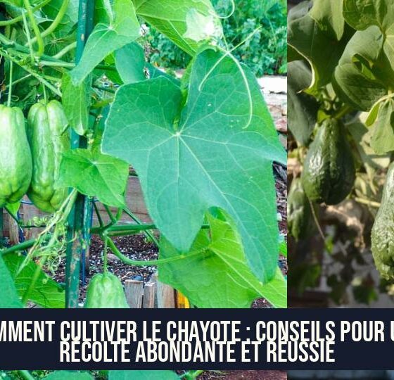 Comment cultiver le chayote : conseils pour une récolte abondante et réussie
