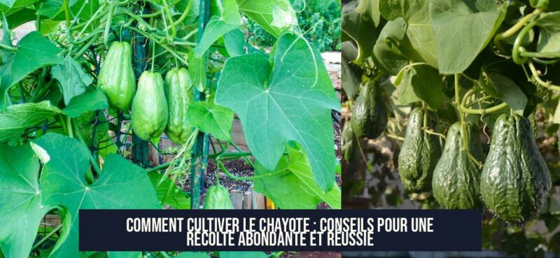 Comment cultiver le chayote : conseils pour une récolte abondante et réussie