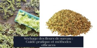 Séchage des fleurs de sureau : Guide pratique et méthodes efficaces