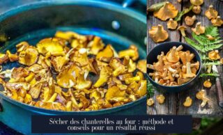 Sécher des chanterelles au four : méthode et conseils pour un résultat réussi
