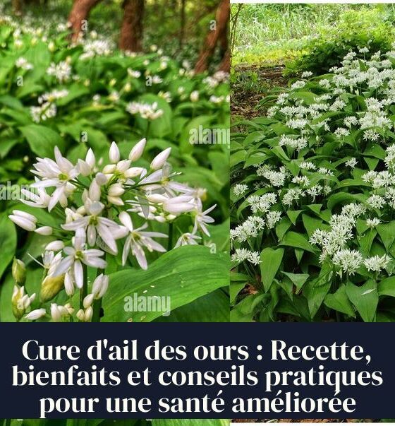 Cure d'ail des ours : Recette, bienfaits et conseils pratiques pour une santé améliorée