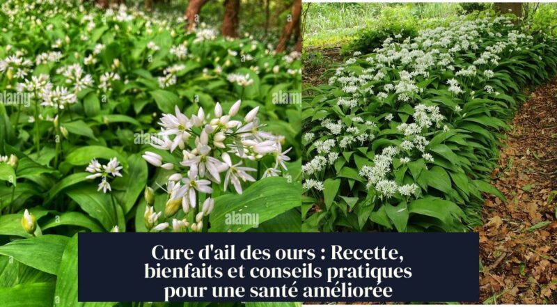 Cure d'ail des ours : Recette, bienfaits et conseils pratiques pour une santé améliorée