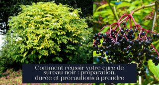 Comment réussir votre cure de sureau noir : préparation, durée et précautions à prendre