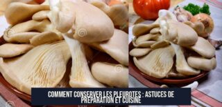 Comment conserver les pleurotes : astuces de préparation et cuisine