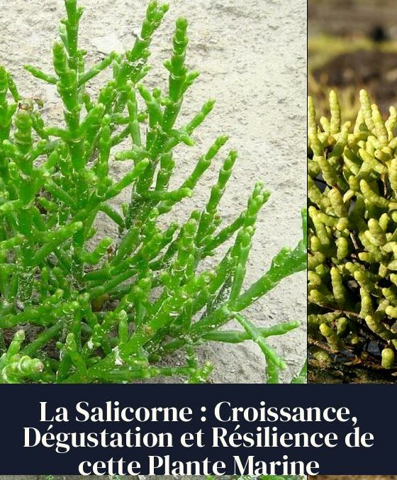 La Salicorne : Croissance, Dégustation et Résilience de cette Plante Marine