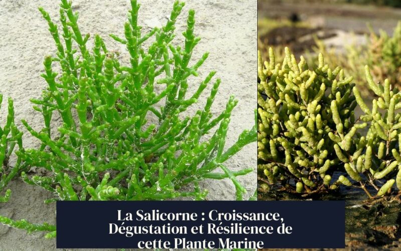 La Salicorne : Croissance, Dégustation et Résilience de cette Plante Marine