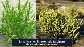 La salicorne : Un exemple fascinant de régulation face au sel