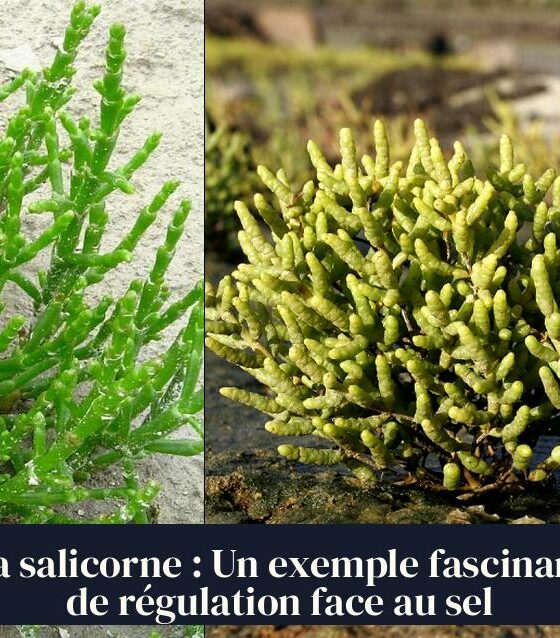 La salicorne : Un exemple fascinant de régulation face au sel
