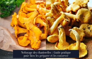 Nettoyage des chanterelles : Guide pratique pour bien les préparer et les conserver