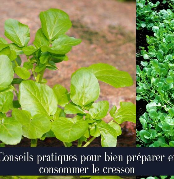 Conseils pratiques pour bien préparer et consommer le cresson