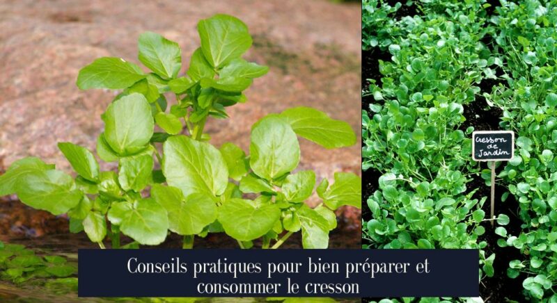 Conseils pratiques pour bien préparer et consommer le cresson