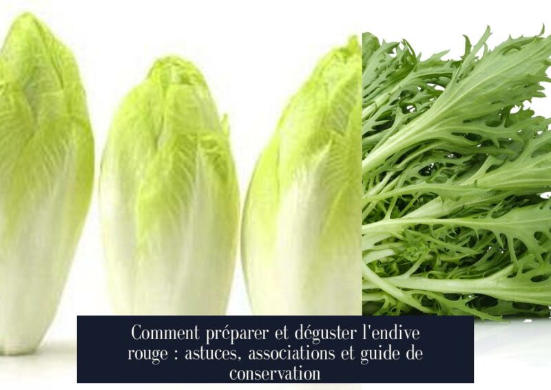 Comment préparer et déguster l'endive rouge : astuces, associations et guide de conservation
