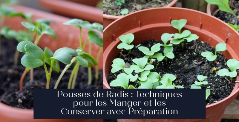 Pousses de Radis : Techniques pour les Manger et les Conserver avec Préparation