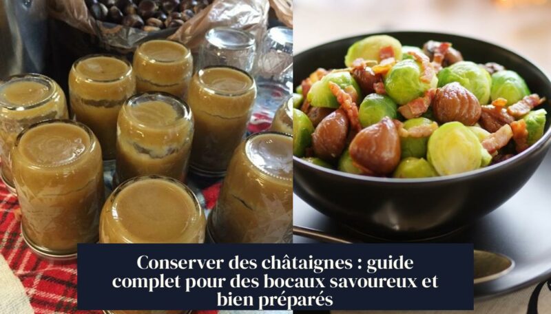 Conserver des châtaignes : guide complet pour des bocaux savoureux et bien préparés