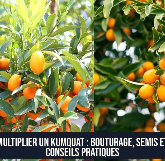 Multiplier un kumquat : Bouturage, semis et conseils pratiques