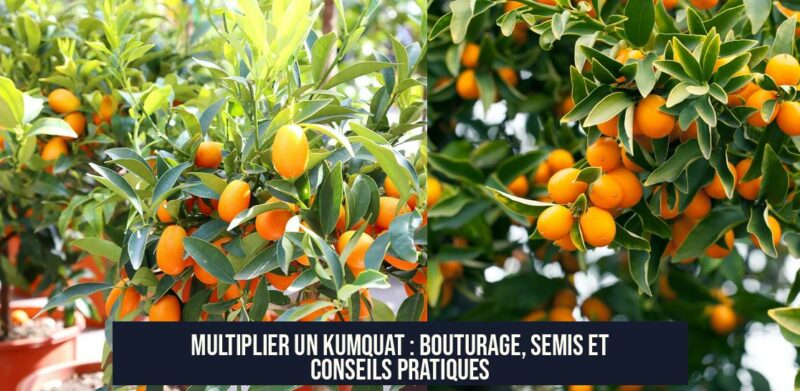 Multiplier un kumquat : Bouturage, semis et conseils pratiques