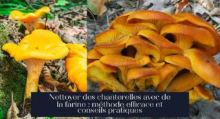 Nettoyer des chanterelles avec de la farine : méthode efficace et conseils pratiques