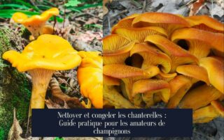 Nettoyer et congeler les chanterelles : Guide pratique pour les amateurs de champignons