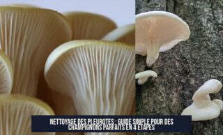 Nettoyage des pleurotes : Guide simple pour des champignons parfaits en 4 étapes