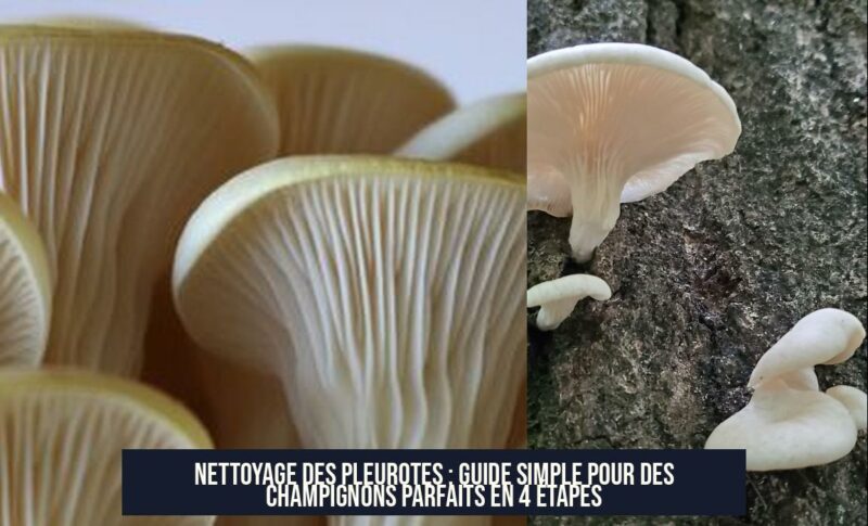 Nettoyage des pleurotes : Guide simple pour des champignons parfaits en 4 étapes