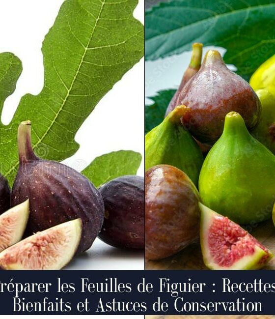 Préparer les Feuilles de Figuier : Recettes, Bienfaits et Astuces de Conservation
