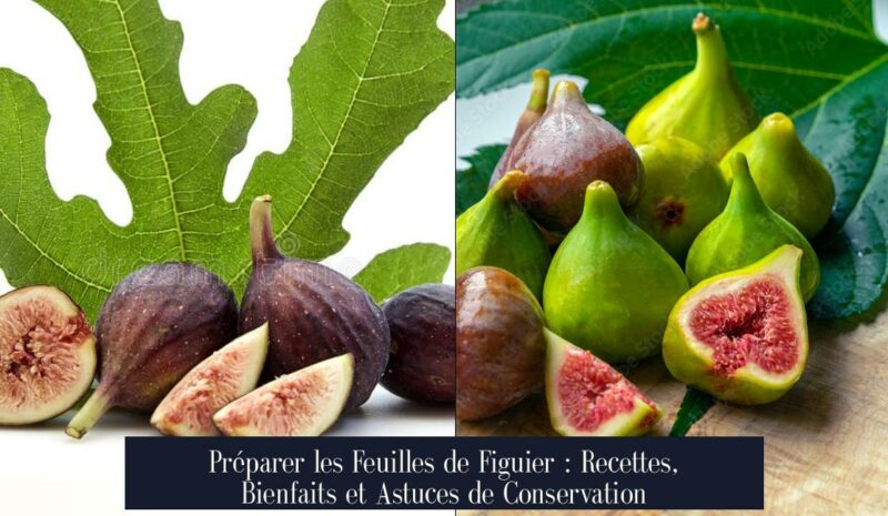 Préparer les Feuilles de Figuier : Recettes, Bienfaits et Astuces de Conservation