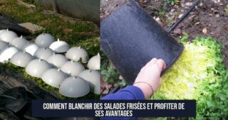 Comment blanchir des salades frisées et profiter de ses avantages