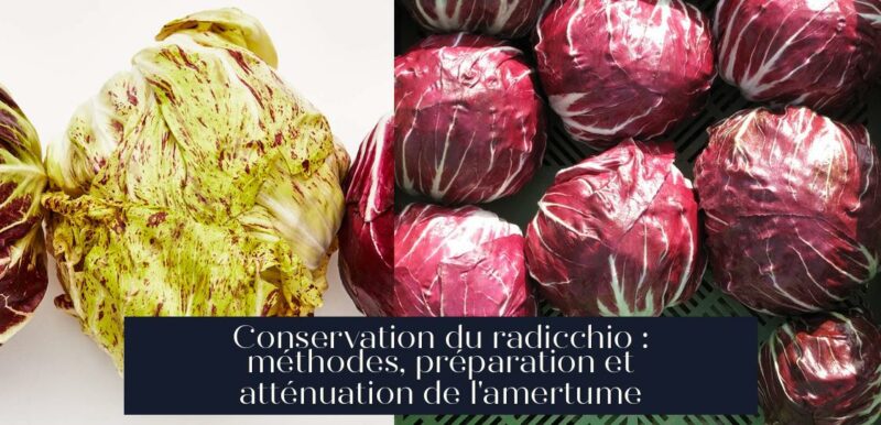 Conservation du radicchio : méthodes, préparation et atténuation de l'amertume