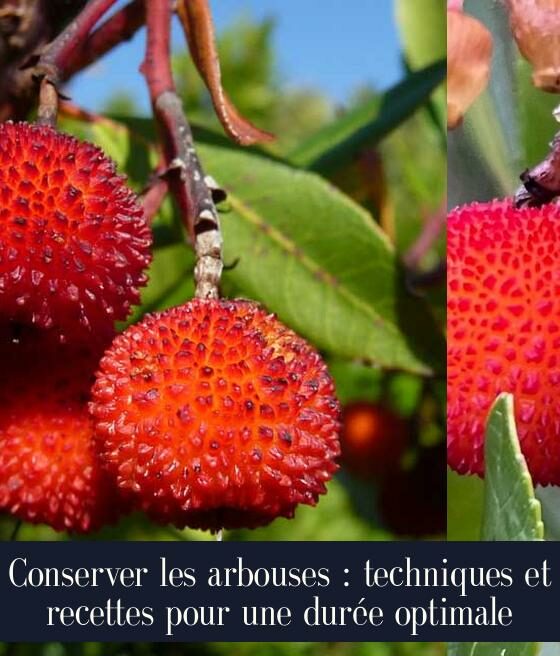 Conserver les arbouses : techniques et recettes pour une durée optimale