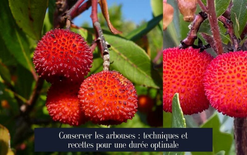 Conserver les arbouses : techniques et recettes pour une durée optimale