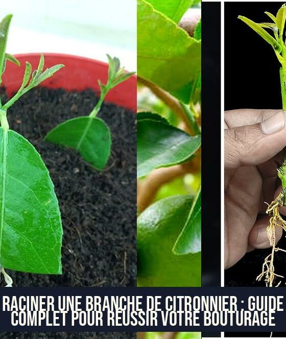 Raciner une branche de citronnier : Guide complet pour réussir votre bouturage
