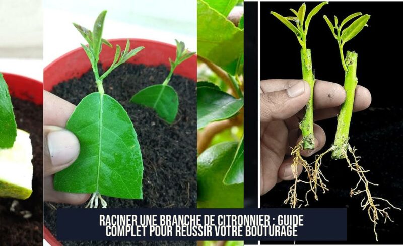 Raciner une branche de citronnier : Guide complet pour réussir votre bouturage