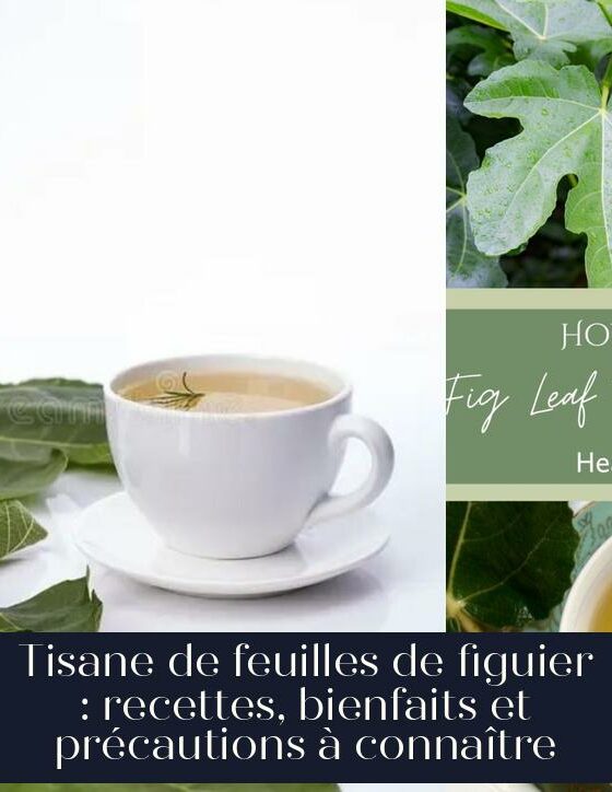Tisane de feuilles de figuier : recettes, bienfaits et précautions à connaître