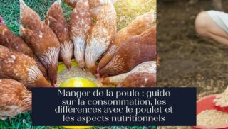 Manger de la poule : guide sur la consommation, les différences avec le poulet et les aspects nutritionnels