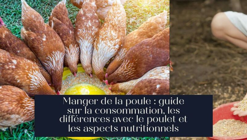 Manger de la poule : guide sur la consommation, les différences avec le poulet et les aspects nutritionnels