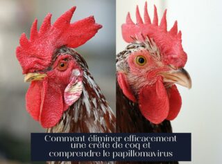 Comment éliminer efficacement une crête de coq et comprendre le papillomavirus