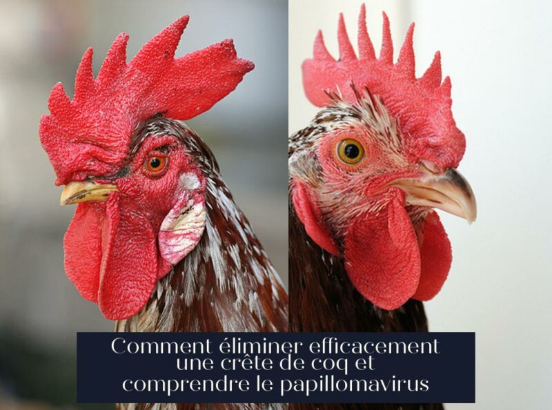 Comment éliminer efficacement une crête de coq et comprendre le papillomavirus