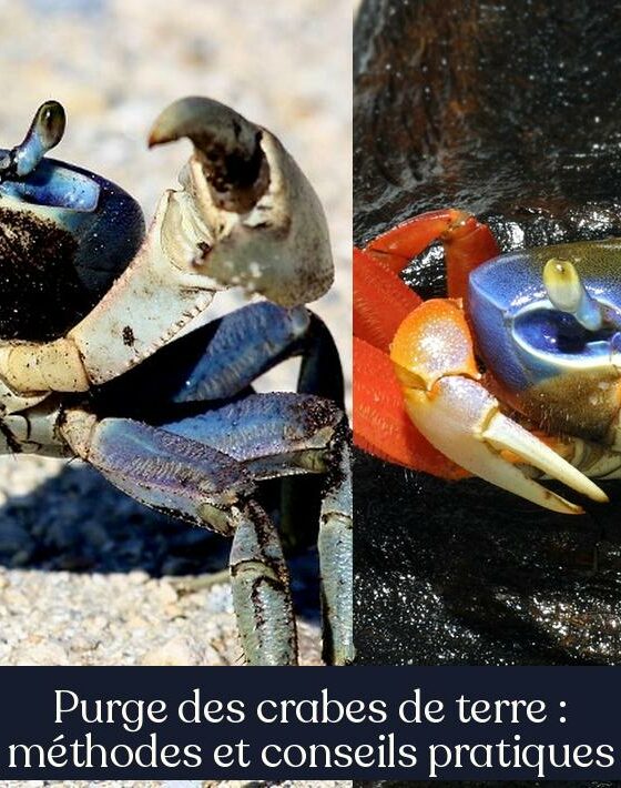 Purge des crabes de terre : méthodes et conseils pratiques