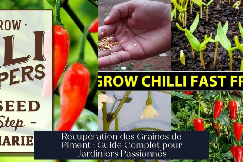 Récupération des Graines de Piment : Guide Complet pour Jardiniers Passionnés