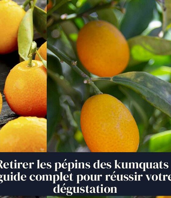 Retirer les pépins des kumquats : guide complet pour réussir votre dégustation