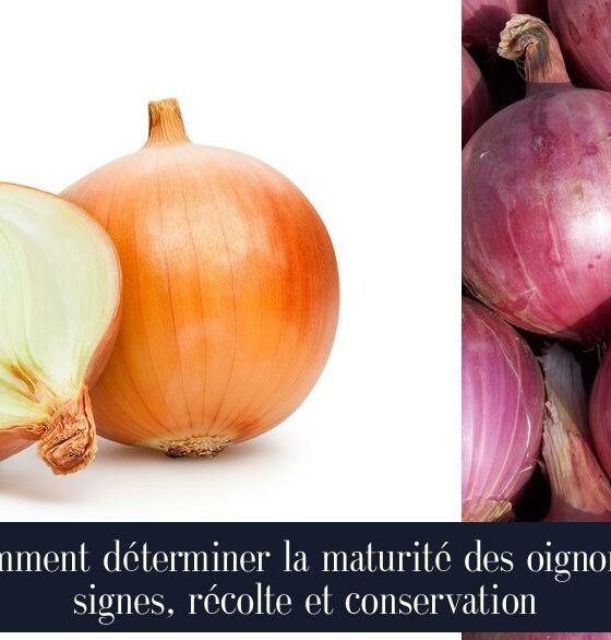 Comment déterminer la maturité des oignons : signes, récolte et conservation