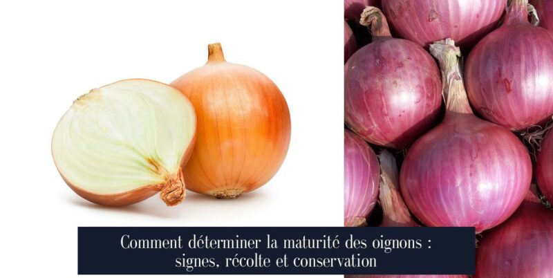 Comment déterminer la maturité des oignons : signes, récolte et conservation