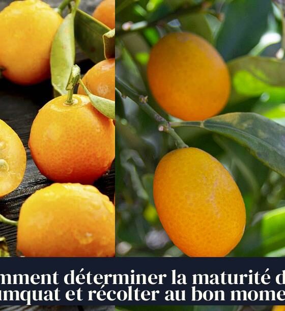 Comment déterminer la maturité d'un kumquat et récolter au bon moment